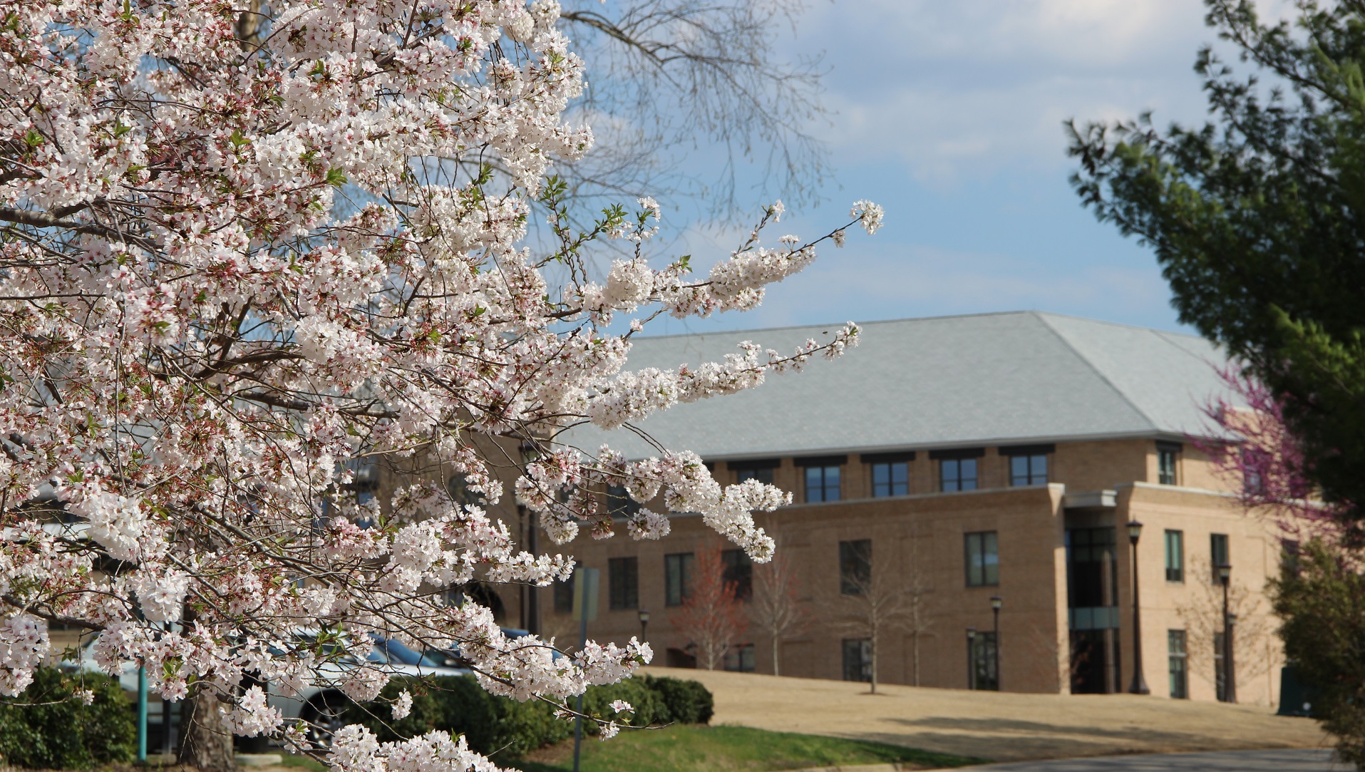Cherry Blossom Blooms in Front of School of Education Building